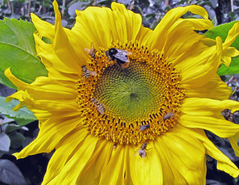 Solros - en blomma som gläder både insekter och människor...