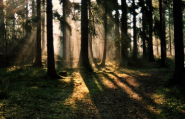 Tidig morgon i skogen