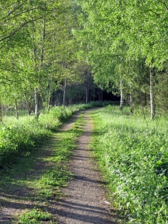 Skön promenadväg till skogen