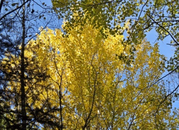 trädens löv ändrar färg ... gult ...