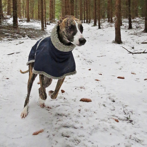 Olle behövde vinterjackan på förmiddagens promenad.