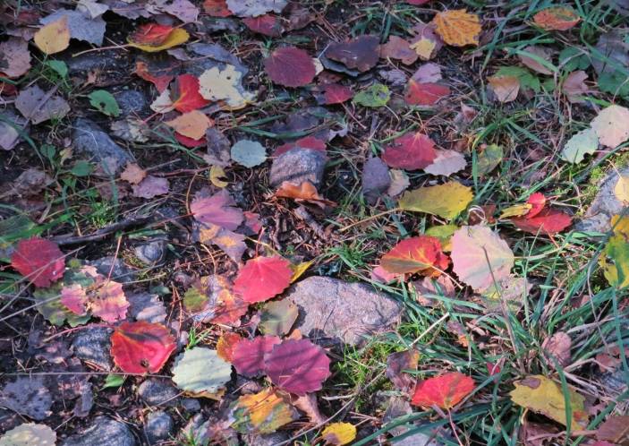 16 oktober. Färggranna löv på marken
