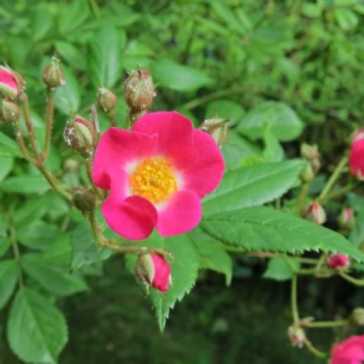 Stor rosbuske med enkla blommor som bleknar till mer rosa - blommar från midsommar tills frosten tar dem ...