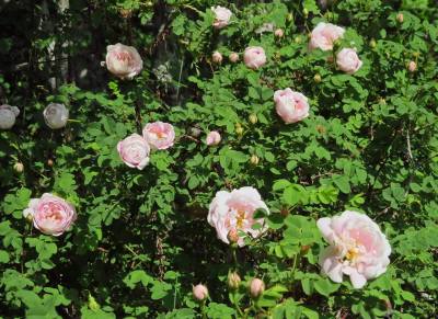 Det "vilda" rosensnåret med dubbla väldoftande rosor - som älskas av alla insekter :)