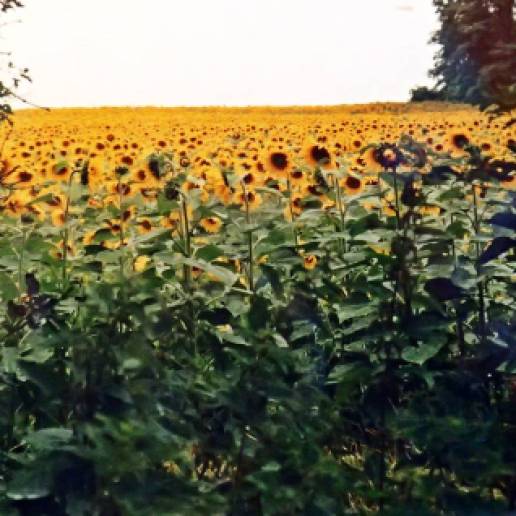 Stora fält med blommande solrosor!