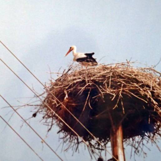 Stork, stork ... stanna, ropade jag när vi passerade genom byarna i Polen ...